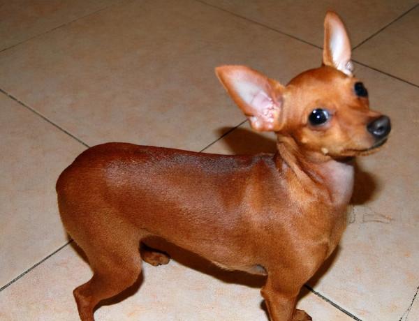 推薦:不用經常遛的狗狗,打工族很適合養 推薦:不用經常遛的狗狗,打工族很適合養