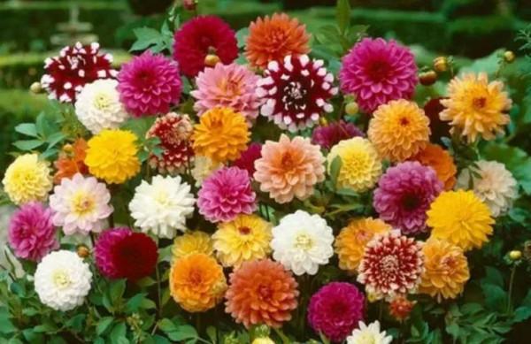 適合春天種植的10種球根花卉，好養愛開花