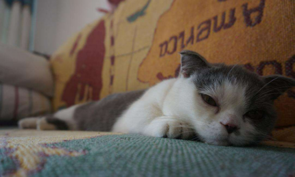 野生動物也會雜交，其後代有多慘？是否該禁止動物雜交？