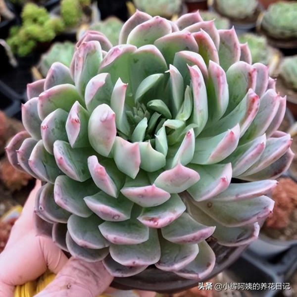 多肉品種：秋宴、錦司晃、高砂之翁、玉龍觀音、克里克特壽