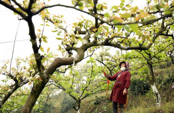 種植戶要記住了,阿維菌素和甲維鹽區別不小,亂用可等於白打藥 種植戶要記住了,阿維菌素和甲維鹽區別不小,亂用可等於白打藥