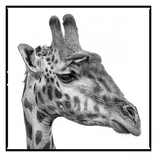 會說話的動物肖像作品