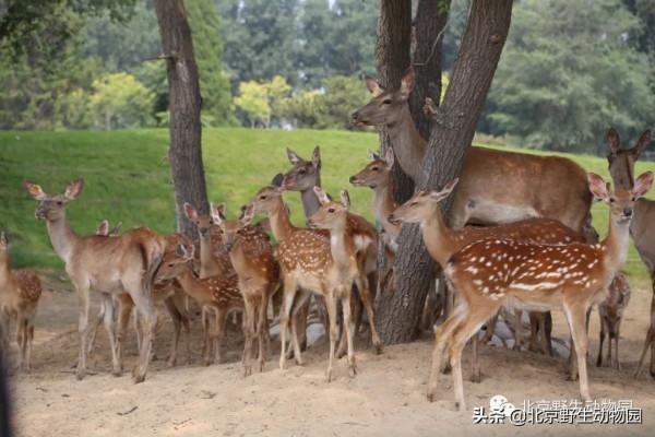 絕美的秋色，動物朋友們都陶醉了