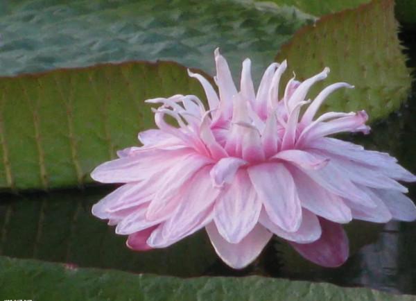 分享圖片，猶如曇花一現的王蓮開花，各種顏色，各種姿態大全