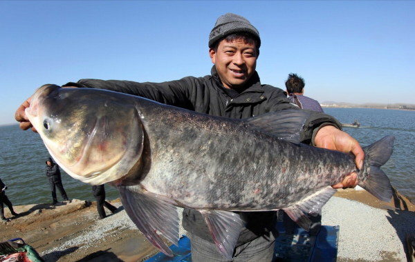 峽山水庫的困局：一年放魚4000萬尾，為何還是“治標不治本”？