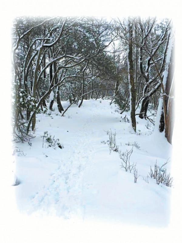 雪天，去山裡走走