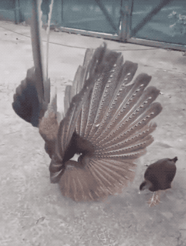 30張罕見的照片，河馬的嘴能有多大，日本廣島核彈後的慘淡