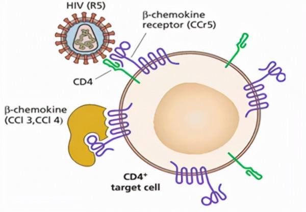 世界艾滋病日｜幹細胞療法為清除艾滋病毒指明方向