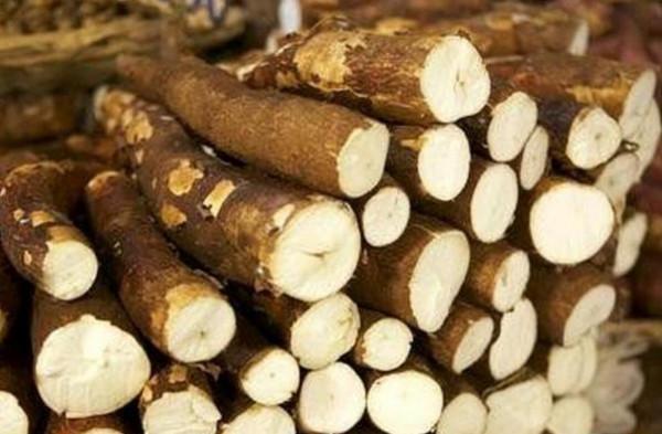 木薯竟有毒!廣東、廣西等地有種植,怎麼會有毒,如何避免中毒? 木薯竟有毒!廣東、廣西等地有種植,怎麼會有毒,如何避免中毒?