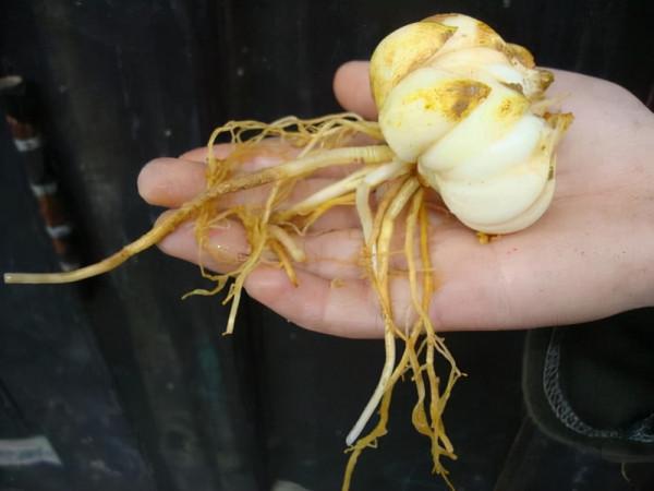 亞洲百合，養護容易，一次種植養護得當就能長成一片花海