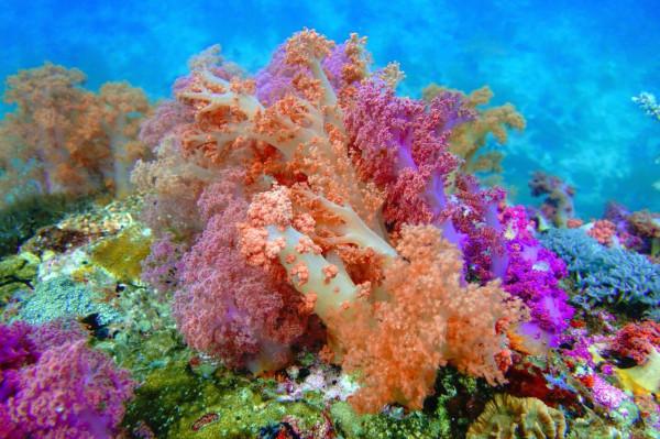 軟珊瑚(Alcyonacea) 軟珊瑚(Alcyonacea)