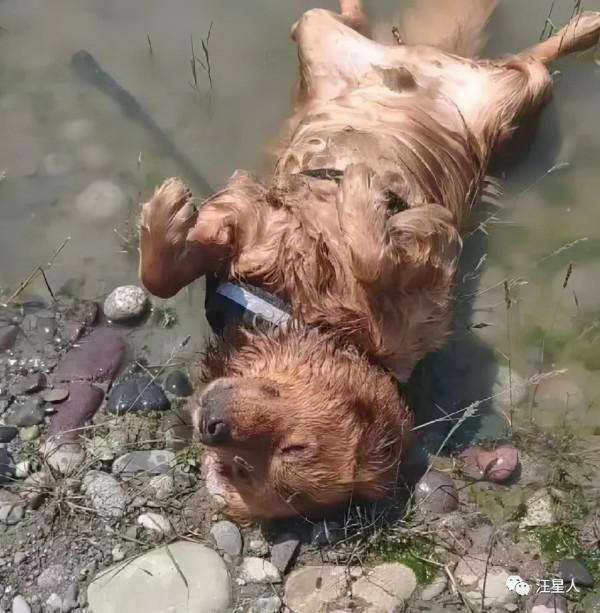 金毛躺在水裡一動不動,叫了也沒反應,湊近後:心是真的大呀 金毛躺在水裡一動不動,叫了也沒反應,湊近後:心是真的大呀