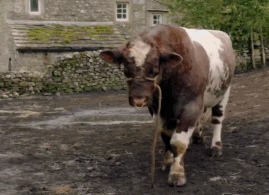 又髒又野,但真招人喜歡 又髒又野,但真招人喜歡