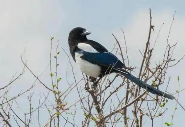 分享圖片&mdash;&mdash;喜鵲報喜鳥，喜事來咱家