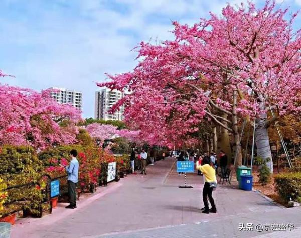 廣東大冬天路邊怒放的花，太美了！忍不住停下腳步觀賞