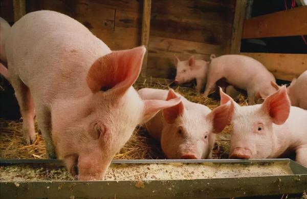 新一輪“漲價潮”襲來,一類必需品漲幅頗高,到底發生了什麼? 新一輪“漲價潮”襲來,一類必需品漲幅頗高,到底發生了什麼?