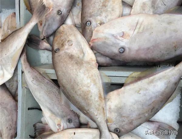 這種魚需要去頭和剝皮,以前根本沒人吃,現在卻是釣魚人的最愛 這種魚需要去頭和剝皮,以前根本沒人吃,現在卻是釣魚人的最愛