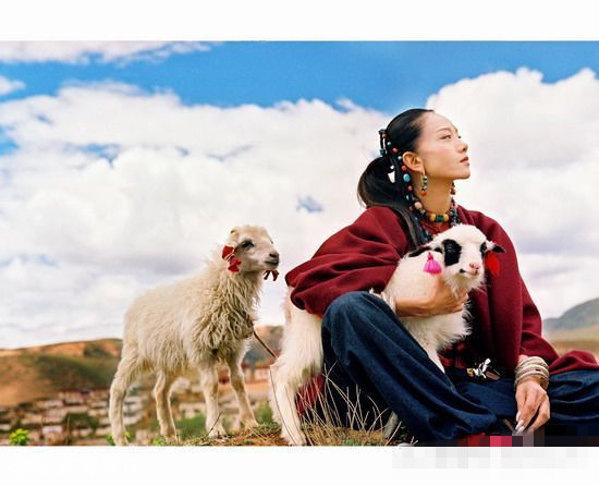 祁連山母狼受傷不能捕食，帶飢餓狼崽沿路乞討，遊客投餵火腿相助