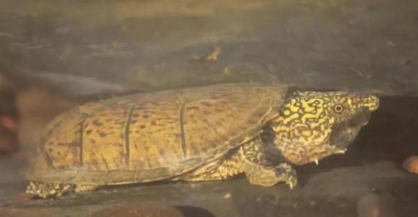 養龜小知識（所有圖片均來源於網路和）