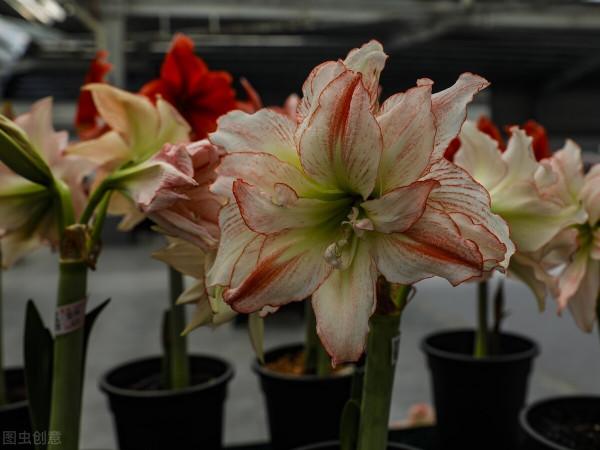 養花記住“4個有”,新手很容易學會,初步養好花沒問題 養花記住“4個有”,新手很容易學會,初步養好花沒問題