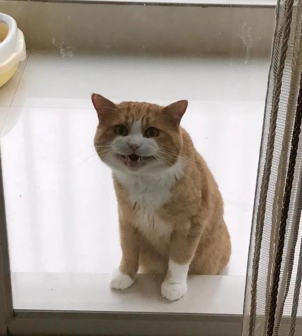 《養貓那些事兒》，笑不活了家人們