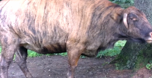 雜交動物：只看外貌，你能看出來這些動物的父母是誰嗎？