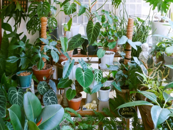 沒有花園怎麼種花？從東北到廣東，4位大神在室內種出植物園