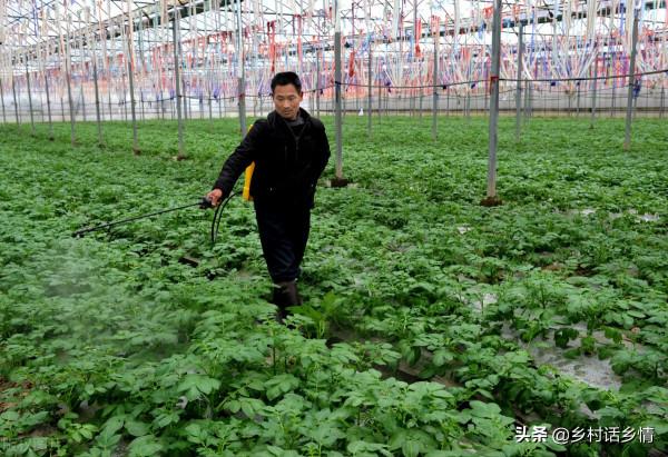 用這三個方法種植蔬菜，啥化肥農藥也不用，自然就能高產穩產