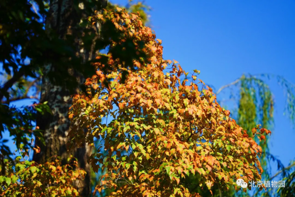 橙黃橘綠時,與您共相約 橙黃橘綠時,與您共相約