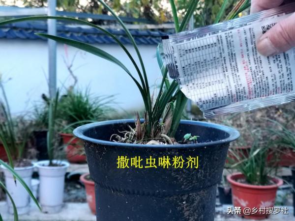 新手養蘭花,最有效的病蟲害防治在大雪前後,只是簡單的兩步操作 新手養蘭花,最有效的病蟲害防治在大雪前後,只是簡單的兩步操作