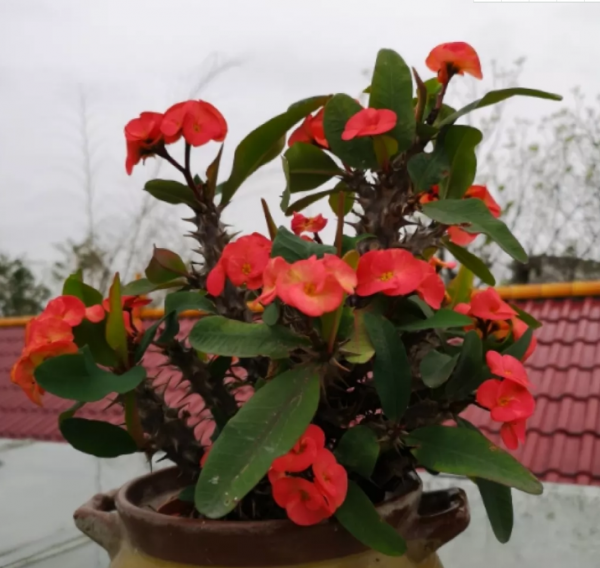 6種耐旱花,一個月不澆水也能活,適合新手 6種耐旱花,一個月不澆水也能活,適合新手