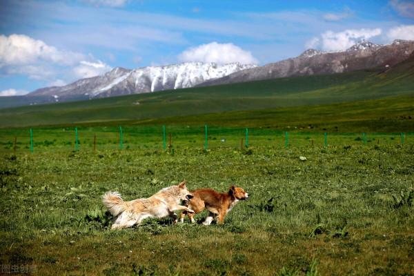 超出你想象的空中草原
