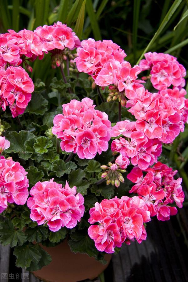 不想讓天竺葵變成“夏必死”,謹遵“五不做”,度夏無憂 不想讓天竺葵變成“夏必死”,謹遵“五不做”,度夏無憂