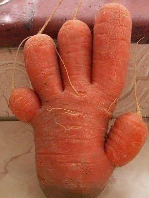 來自植物世界的精靈