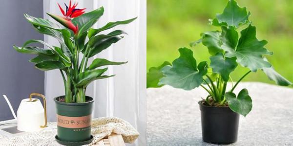 “100種花”適合養在陽臺上，一個比一個好看，還很好養護