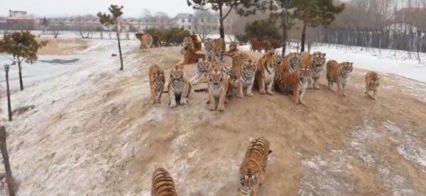 野生動物專家劉丹野化訓練東北虎，訓練虎崽，讓東北虎重返山林