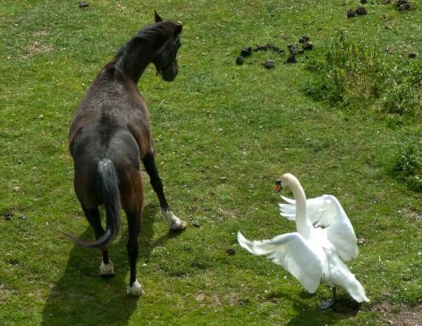 35個硬核動物鏡頭：狠人騎電動車馱鱷魚回家，狂躁症貓咪見人就打