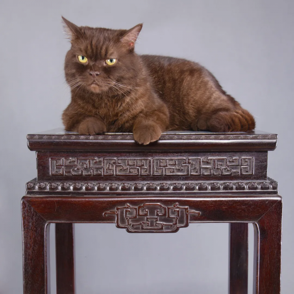 建設藍星,喵來幫忙 建設藍星,喵來幫忙