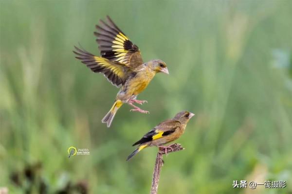 鳥兒美成雙。杭州翁劍敏/攝影 鳥兒美成雙。杭州翁劍敏/攝影