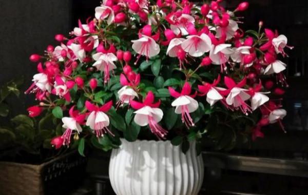 公認的“12種耐陰花”，有點散光就能長，花葉俱美有格調