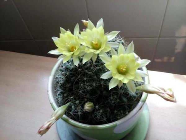 仙人球要這樣養