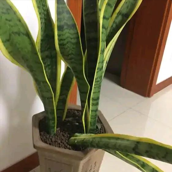 虎皮蘭冬天太&OpenCurlyDoubleQuote;脆弱&rdquo;，避開&OpenCurlyDoubleQuote;3大怕&rdquo;，肥葉竄2米，小芽擠滿盆