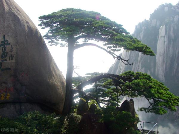 黃山迎客松