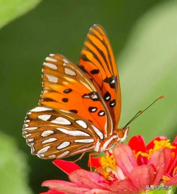 好漂亮的蝴蝶，美麗的草原我的家風景如畫