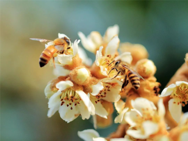 “霜降”前後，蜜蜂大量死亡，死因不僅是中毒，還要注意這兩件事