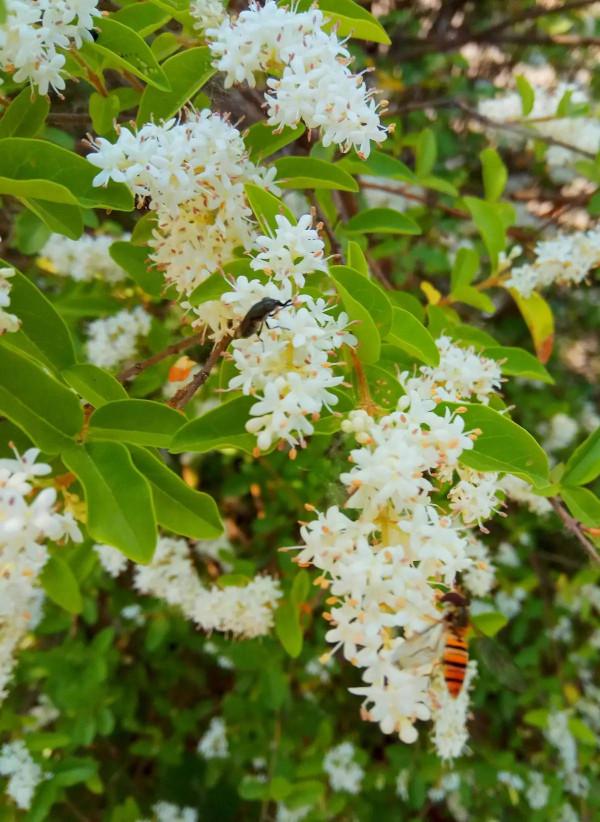 園林綠化綠籬材料——小葉女貞植物非試管高效快繁技術