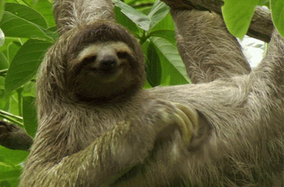 可憐的樹懶：超過50%的樹懶在拉屎途中意外身亡，真是執著