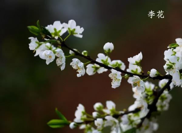 春暖花開賞花時，教你辨識這幾種相似的花，別再被朋友說不懂花了