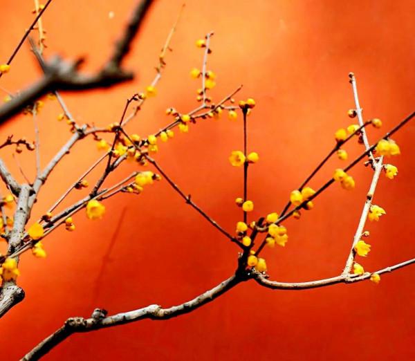 北京香山臥佛寺歷年臘梅綻放圖片欣賞