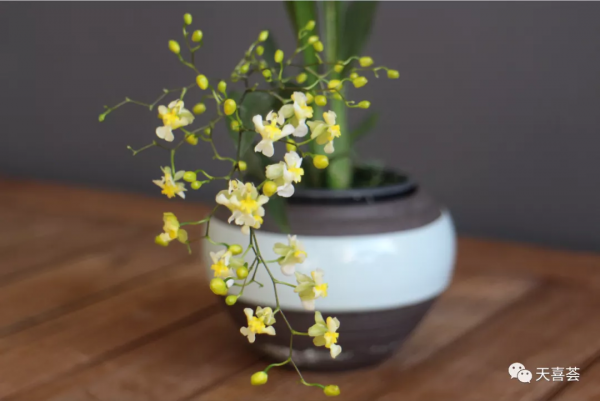 花開如星滿屋飄香，夢香蘭的爆花技巧請收好